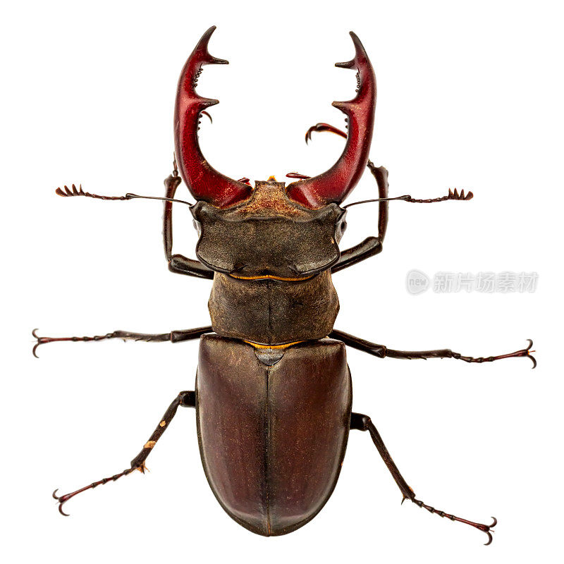 大鹿角甲虫(Lucanus cervus)被隔离在白色背景的近距离微距上。